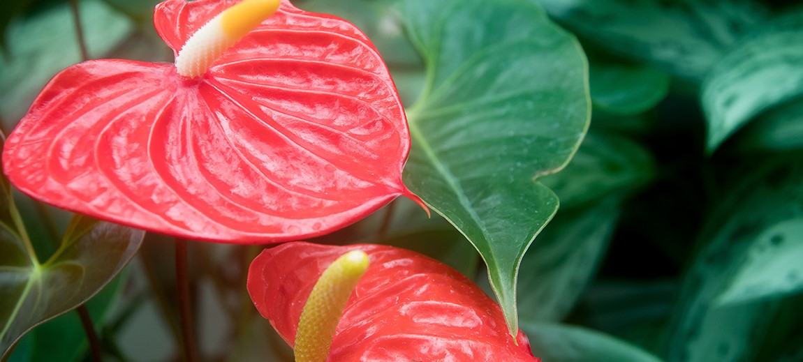 plantas para a área interna da casa-5