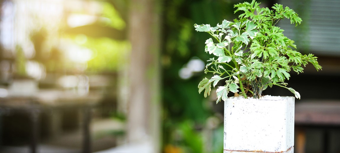 plantas para a área interna da casa