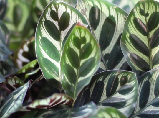 maranta