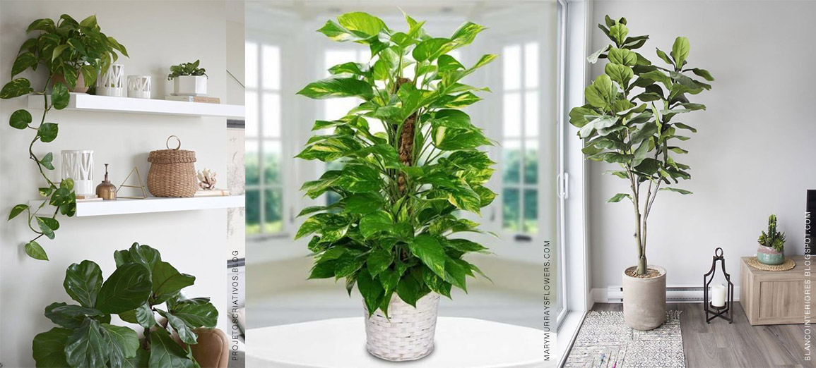 decoração-com-plantas-2